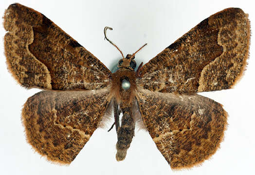 Image of <i>Callipotnia allognota</i> Prout 1916