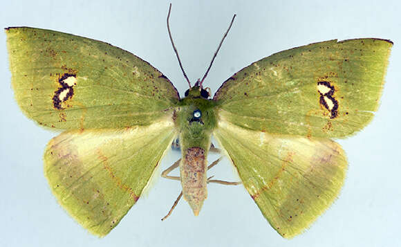 Image of Oenochlora imperialis Warren 1896