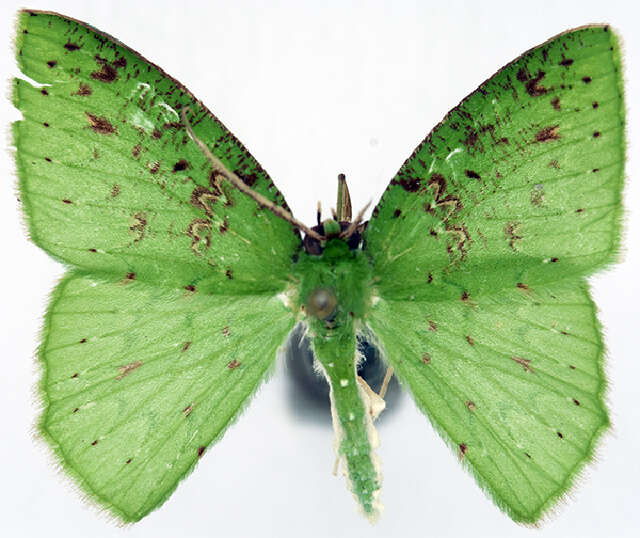 Image of Strepsichlora acutilunata Warren 1907