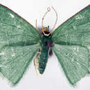 صورة Prasinocyma fragilis solida Prout 1917