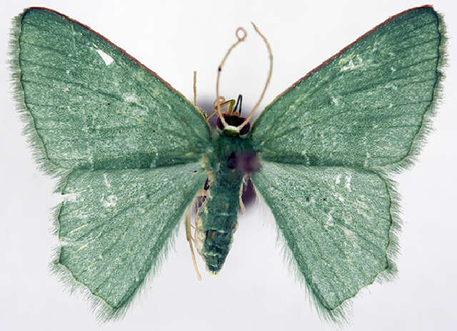 صورة Prasinocyma fragilis solida Prout 1917