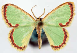 Image of Comostola cornuta ab. viridescens