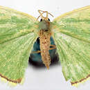 صورة Comostolopsis marginata Warren 1899