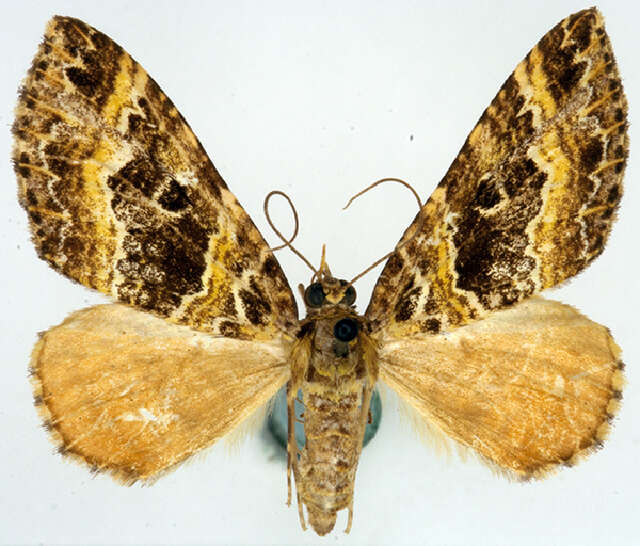 Image of <i>Crasilogia flavipennis</i>