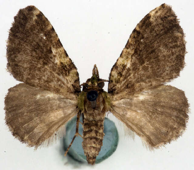 Слика од Spectrobasis plumosa Warren 1907