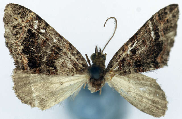 Image of Desmoclystia