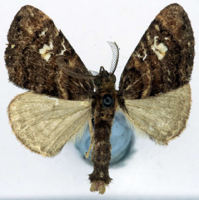 Image of Desmoclystia