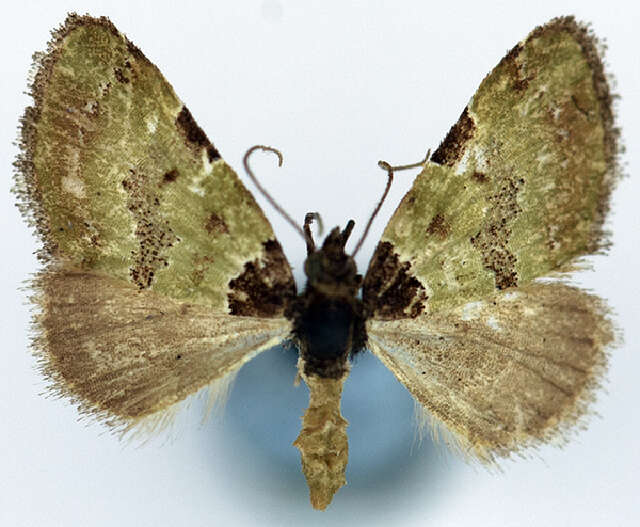 Слика од Desmoclystia nigribasis Warren 1906