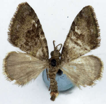 Image of Sterrhochaeta subcaesia Warren 1906