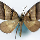 Image of Propithex alternata Warren 1899