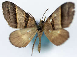 Image of Propithex alternata Warren 1899