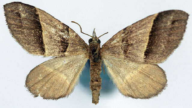 Image of Propithex alternata Warren 1899