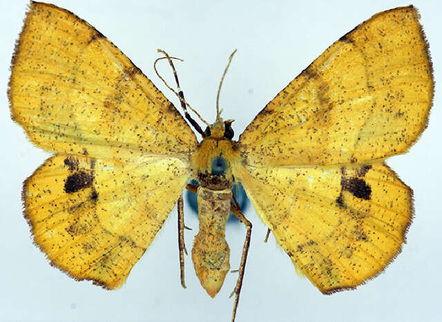 Image of Hyperythra lysima