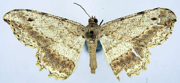 Image of Luxiaria subnubila (Swinhoe 1902)