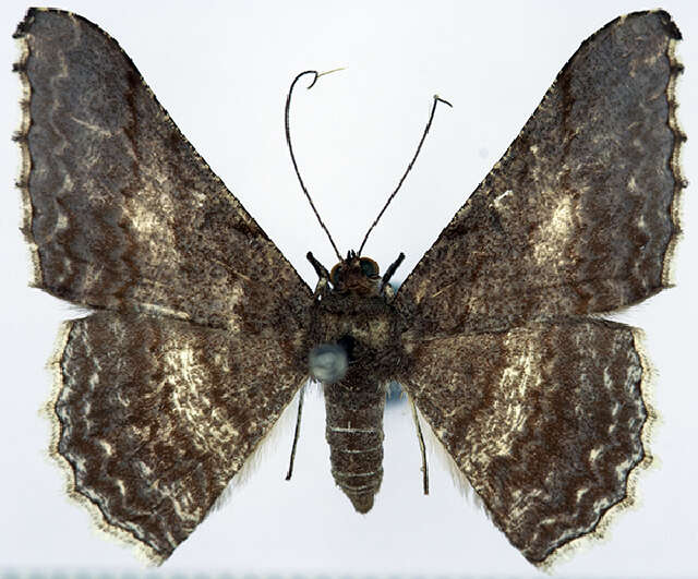 Image of Luxiaria undulataria plumbocaerulea (Prout 1926)