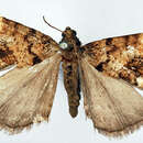 صورة Psilalcis costimacula (Joicey & Talbot 1917)