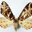 صورة Psilalcis complicata (Warren 1906)