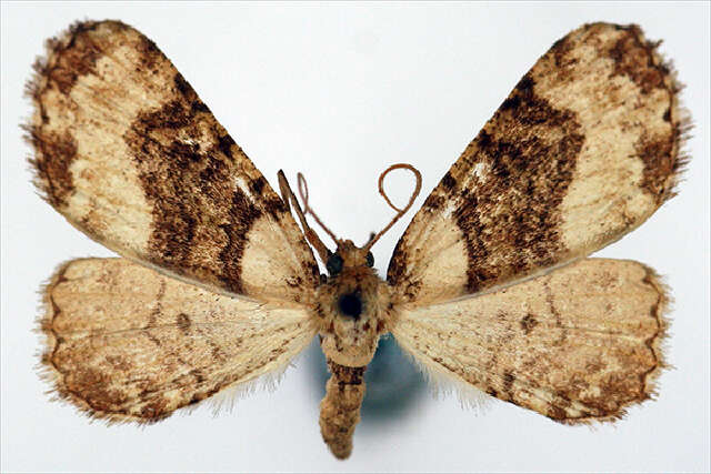 Image of Psilalcis discata albiclausia