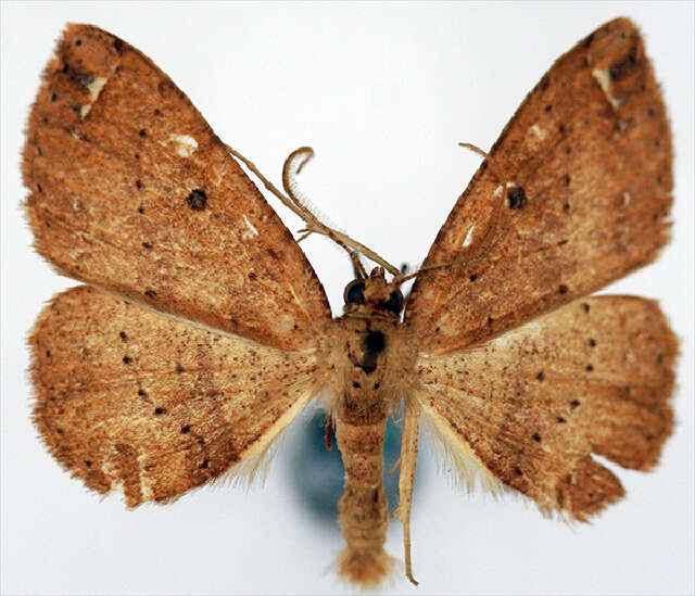 Image of Psilalcis junctilinea ab. punctata