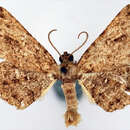 صورة Psilalcis ocellata (Warren 1903)