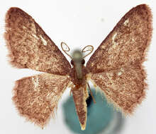 صورة Idaea catopolia Prout 1938