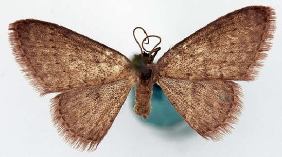 Image of Idaea catopolia Prout 1938