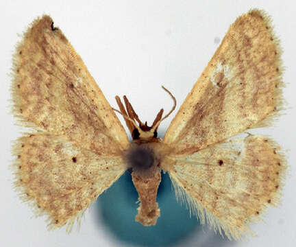 Image of Idaea elaphrodes Turner 1908