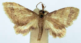 Image of Idaea trypheropa Meyrick 1889