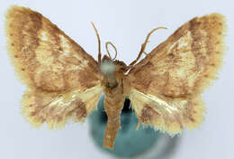 Image of Idaea trypheropa Meyrick 1889