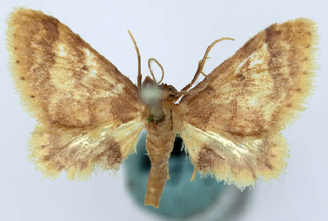 Image of Idaea trypheropa Meyrick 1889