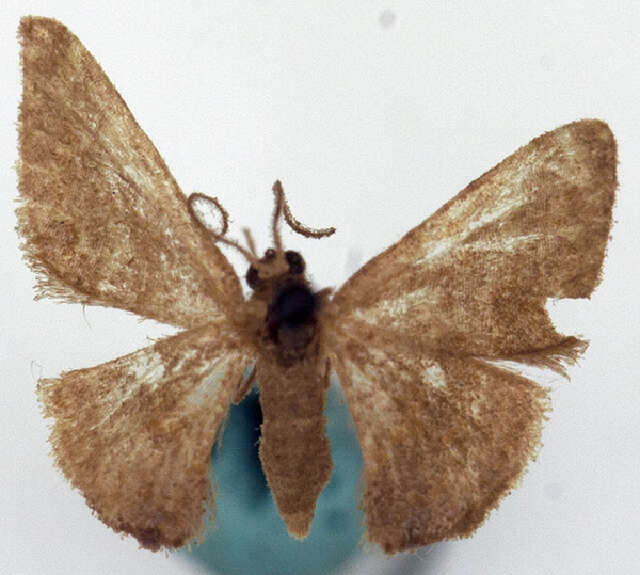 صورة Idaea simplex Warren 1899