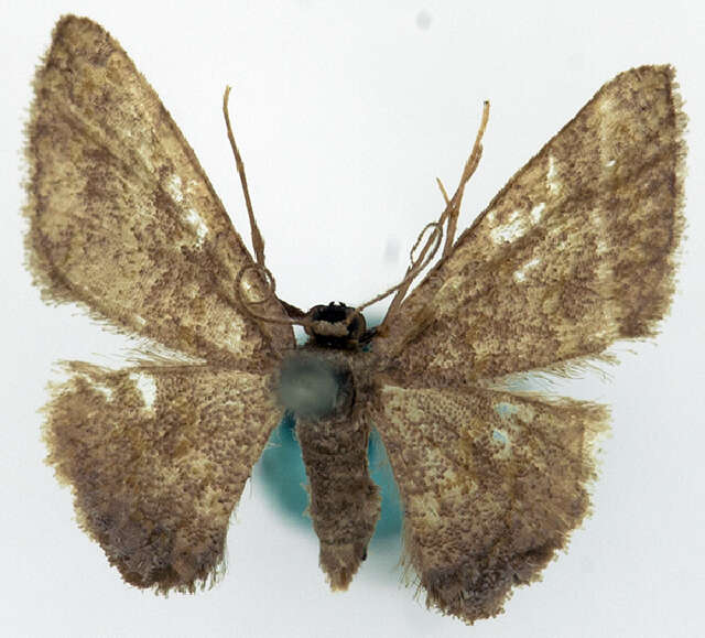 صورة Idaea simplex Warren 1899