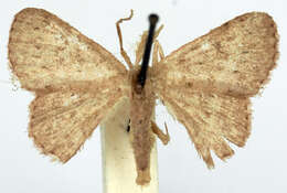 Image of Idaea crinipes Warren 1897