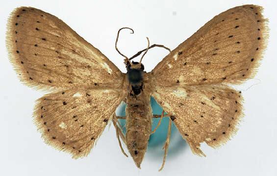 Image of Idaea crinipes Warren 1897