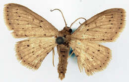 Image of Idaea crinipes Warren 1897