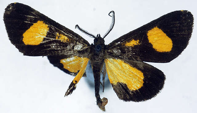 Image of Bursadopsis apicipuncta Warren 1901