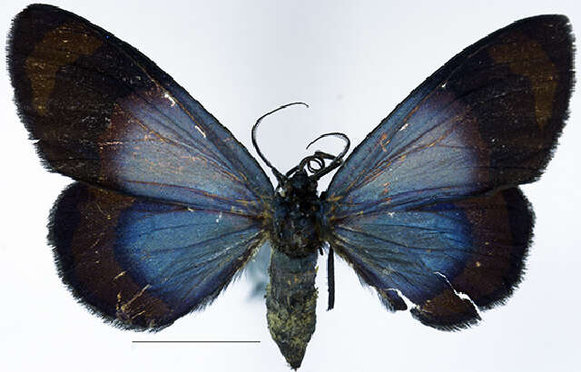 Image of Eubordeta hypocala Rothschild 1901