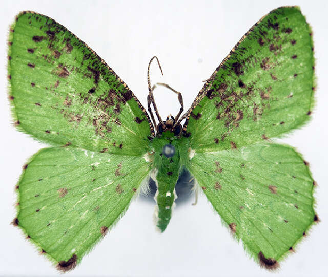Image of Strepsichlora inquinata Warren 1903