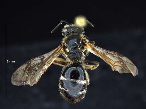 Lasioglossum olympiae (Cockerell 1898)的圖片