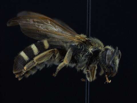 Lasioglossum heterorhinum (Cockerell 1930)的圖片