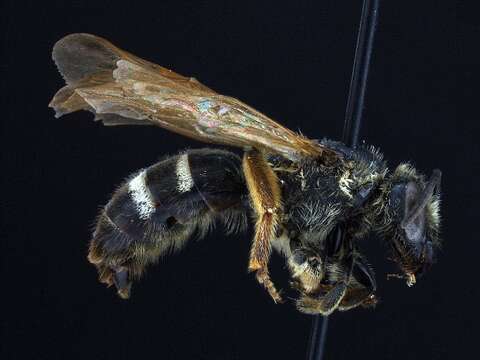 Image of Distinguished Sweat Bee