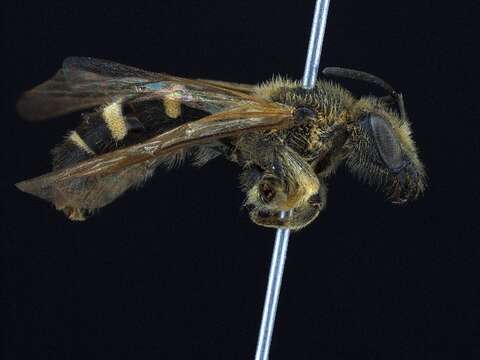 Lasioglossum heterorhinum (Cockerell 1930)的圖片