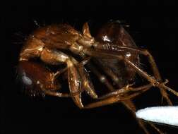 Plancia ëd Camponotus