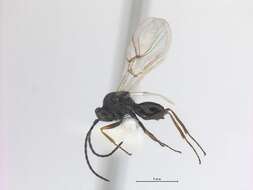 Image of Gall wasp