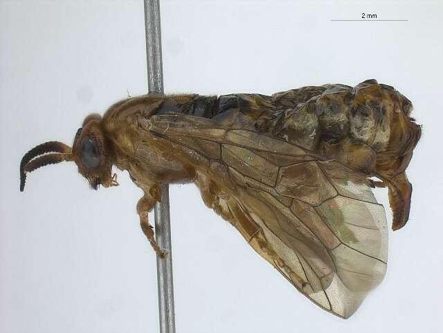 Image of European pine sawfly
