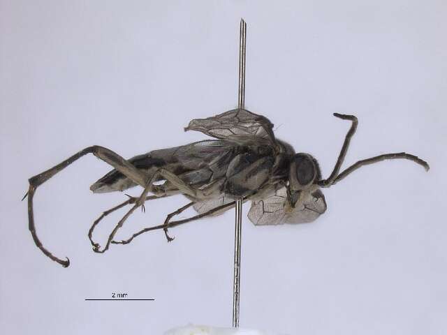 Image of Rhogogaster