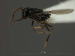 Image of eulophid wasps