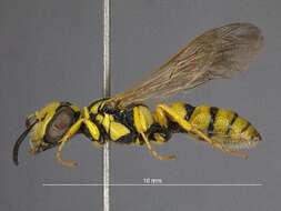 Philanthus multimaculatus Cameron 1891的圖片