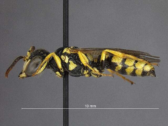 Image of Philanthus multimaculatus Cameron 1891