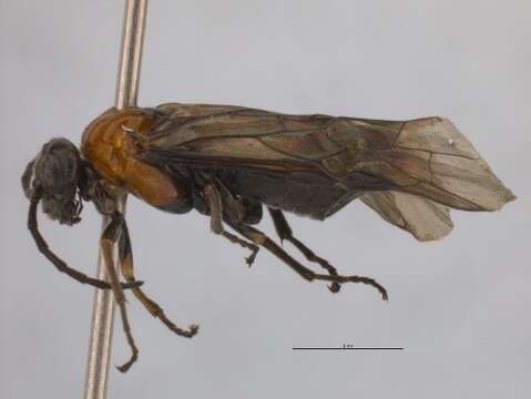 Image of <i>Paracharactus montivaga</i>